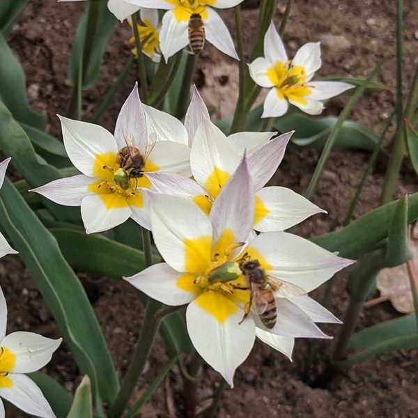  Tulip Turkestanica
