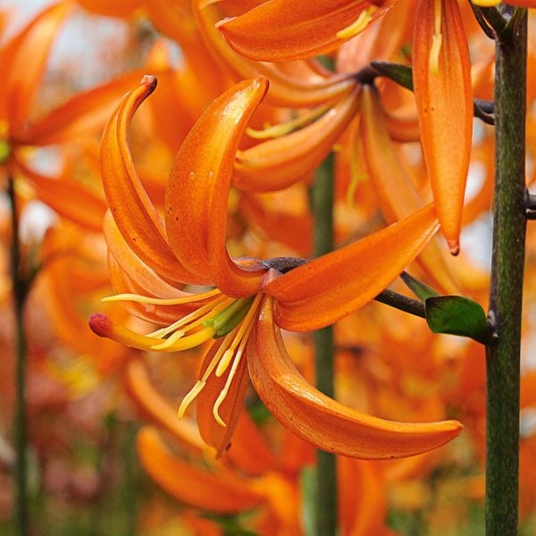  Lilium 'Orange Marmalade'