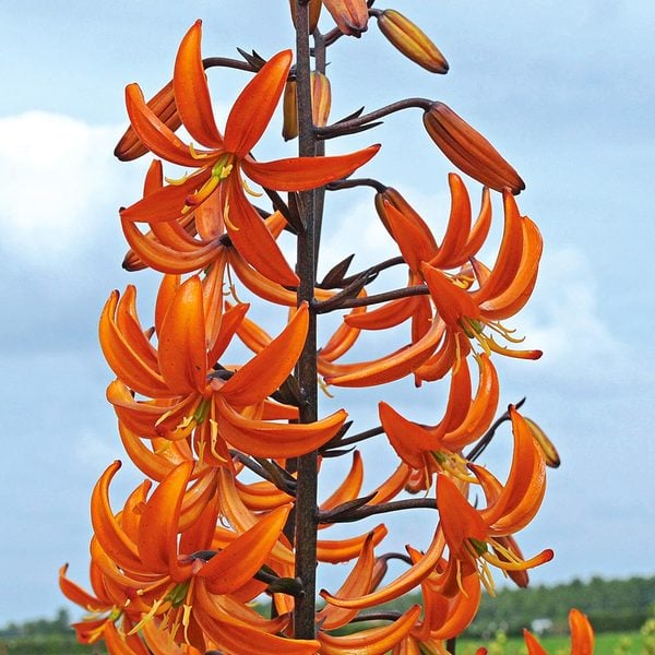  Lilium 'Orange Marmalade'