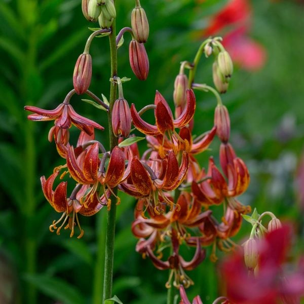  Lilium 'Arabian Knight'