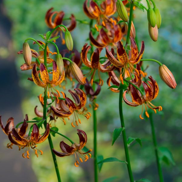  Lilium 'Arabian Knight'