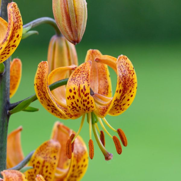  Lilium 'Sunny Morning'