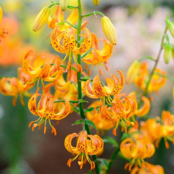  Lilium 'Sunny Morning'