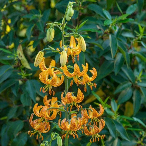  Lilium 'Sunny Morning'