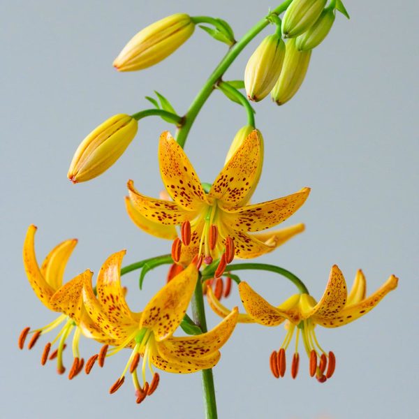  Lilium 'Sunny Morning'