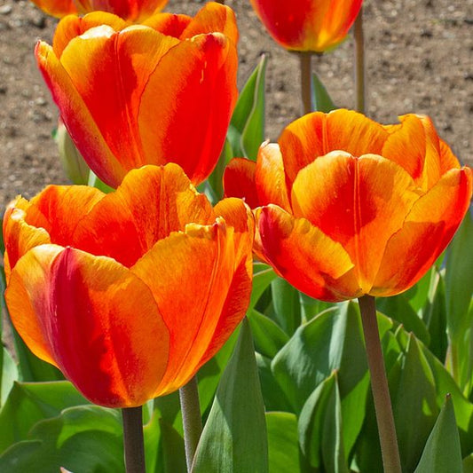  White Flower Farm Red-and-Yellow Perennial Tulip