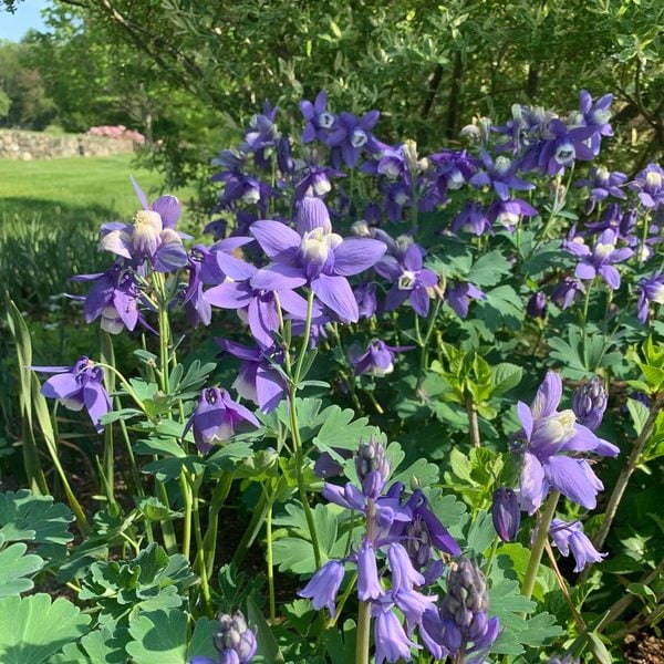  Aquilegia 'Blue Butterflies'
