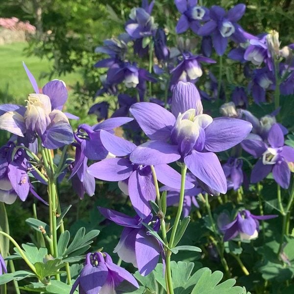  Aquilegia 'Blue Butterflies'