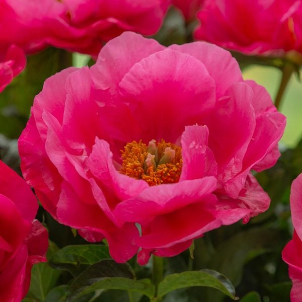  Peony 'Paula Fay'