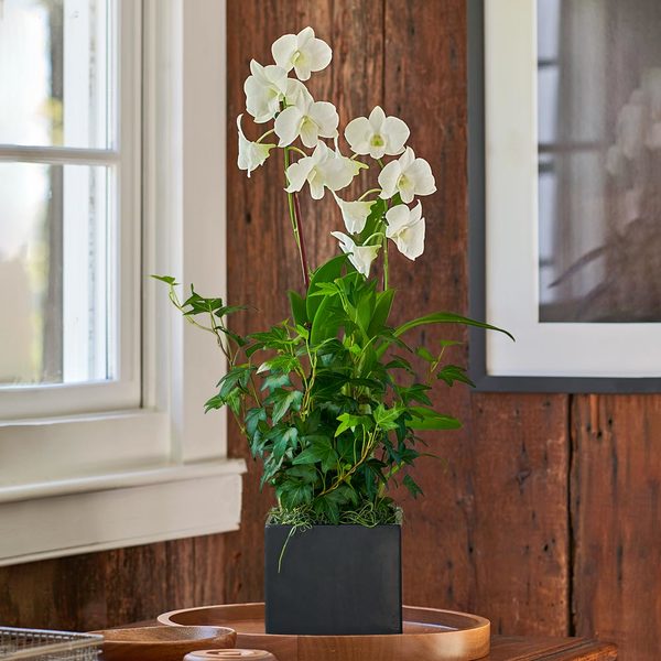  White Dendrobium Orchid Garden In 5" Ceramic Cachepot