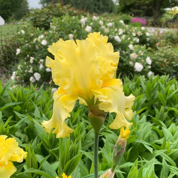  Iris Germanica 'Sun Shine In'