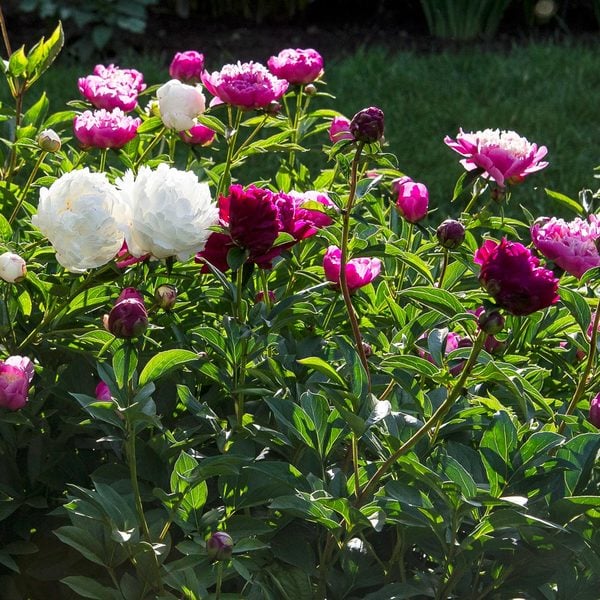  Old-Time Peony Collection
