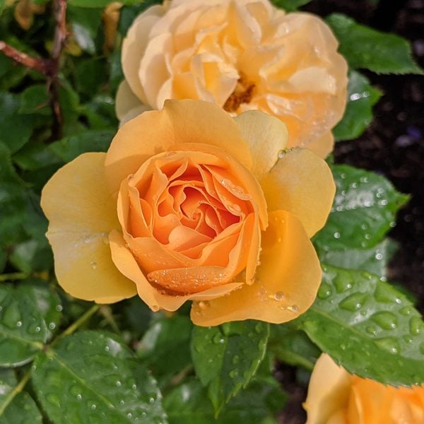  Rose Julia Child™