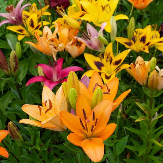  Lilium Naturalizing Mix