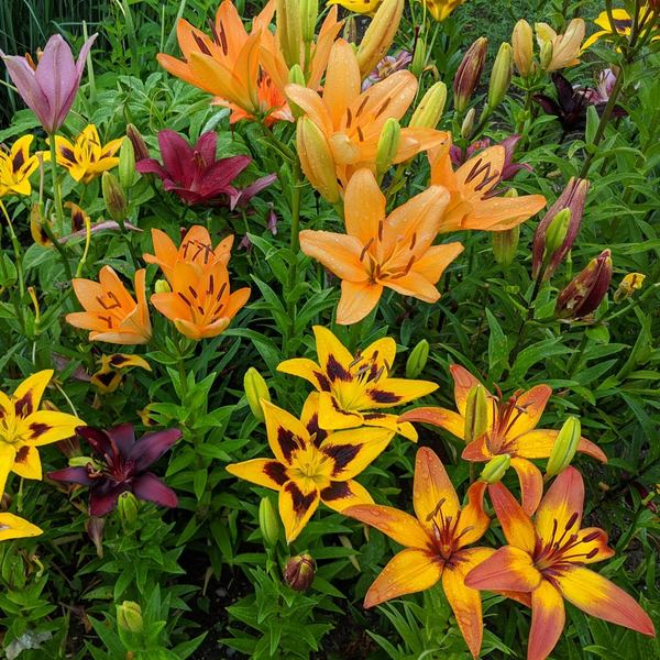  Lilium Naturalizing Mix