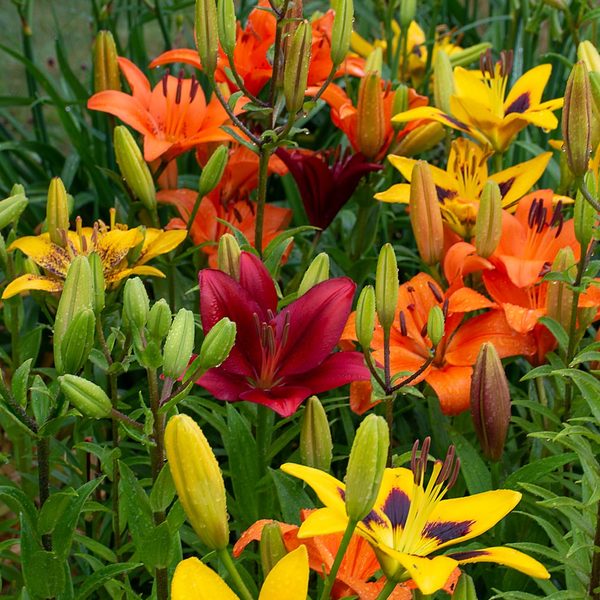  Lilium True Colors Mix For Naturalizing