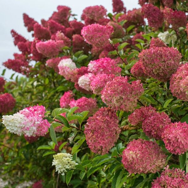  Hydrangea Paniculata Berry White®
