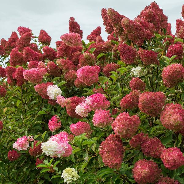  Hydrangea Paniculata Berry White®