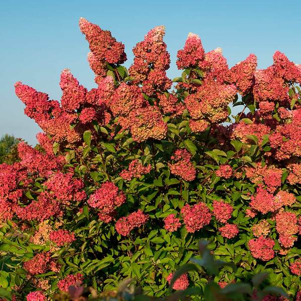  Hydrangea Paniculata Berry White®