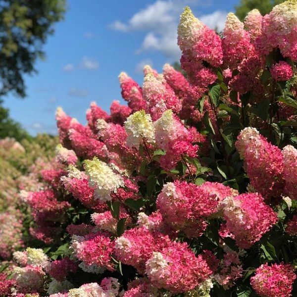 Hydrangea Paniculata Berry White®