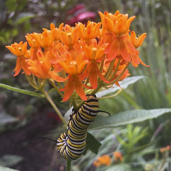  Asclepias Tuberosa