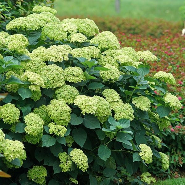  Hydrangea Arborescens Invincibelle Sublime™
