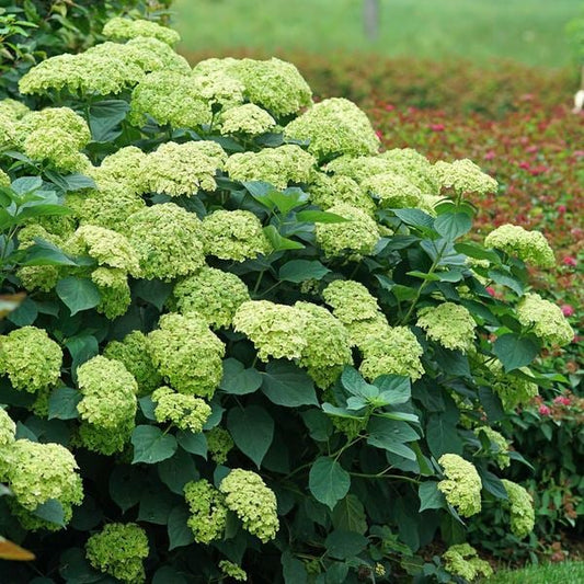  Hydrangea Arborescens Invincibelle Sublime™