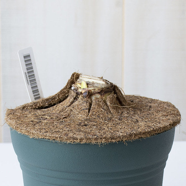  Amaryllis 'Candy Nymph,' One Bulb In White Ceramic Cachepot