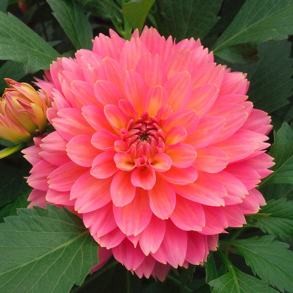  Apricot Allegro Annual Collection