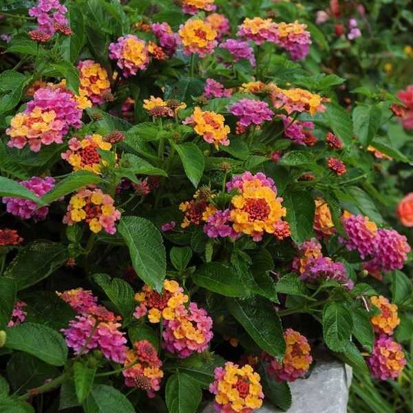  Apricot Allegro Annual Collection