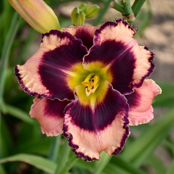  Sultry Eyes Hemerocallis Mix
