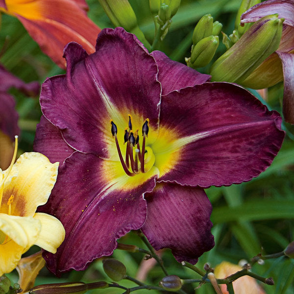  Sultry Eyes Hemerocallis Mix