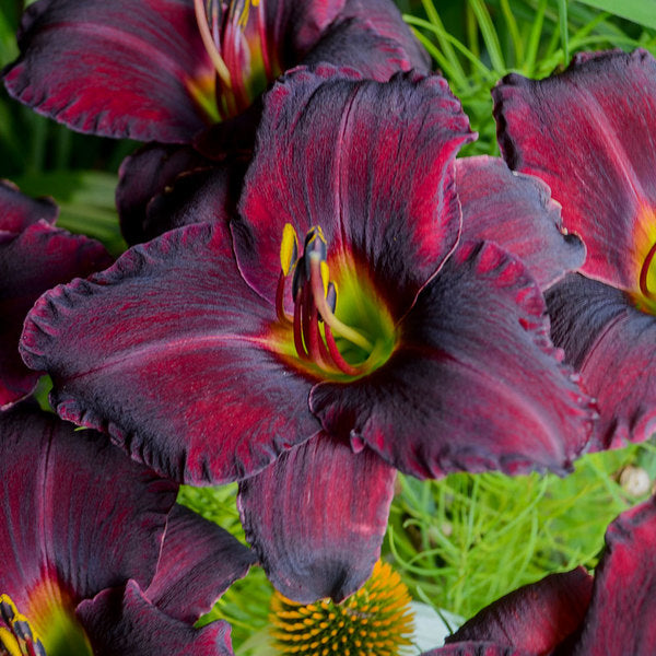  Sultry Eyes Hemerocallis Mix