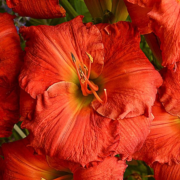  Sunset Glow Daylily Mix