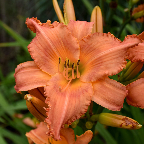  Sunset Glow Daylily Mix