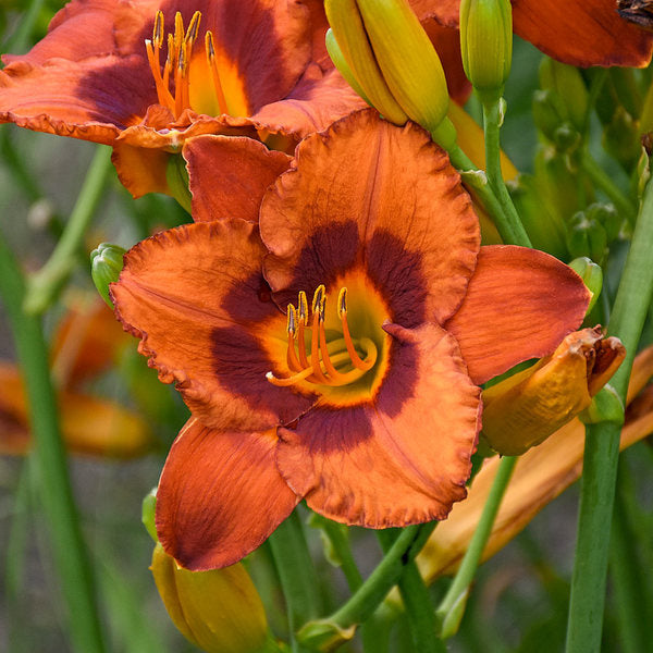  Sunset Glow Daylily Mix