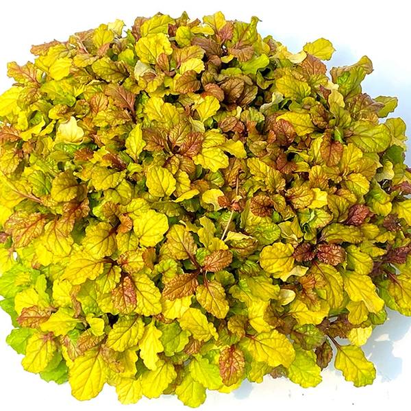  Ajuga Feathered Friends® 'Parrot Paradise'