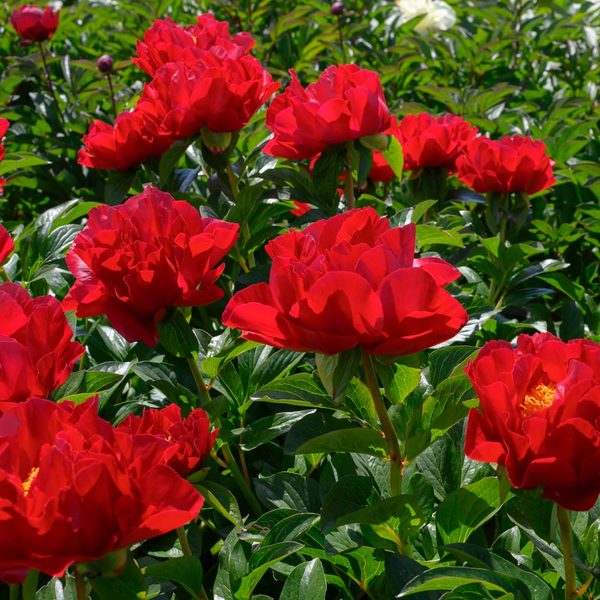  Peony 'Mackinac Grand'