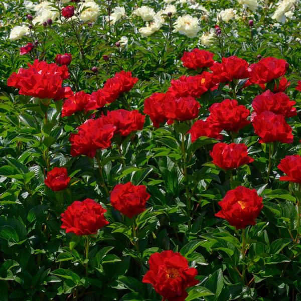  Peony 'Mackinac Grand'