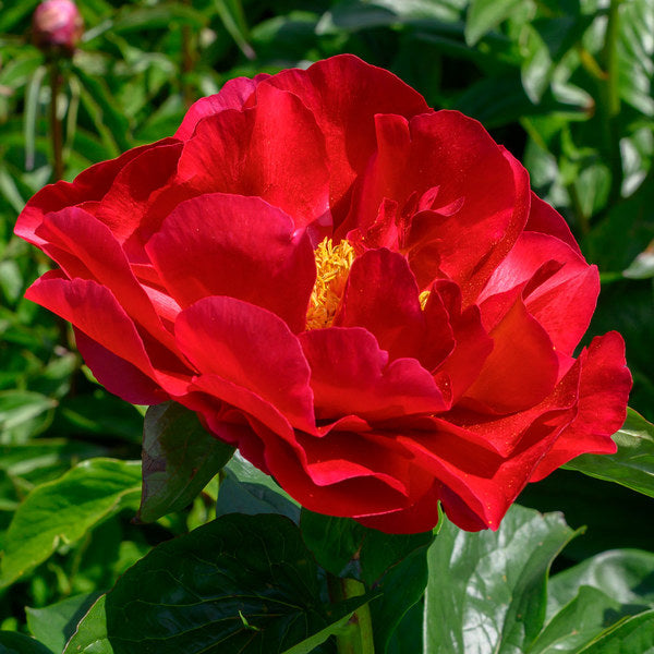 Peony 'Mackinac Grand'