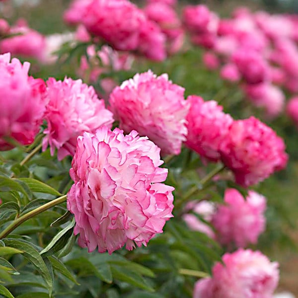  Peony 'Joker'
