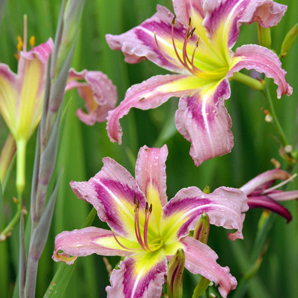  Hemerocallis (Daylily) 'Ocean Spirit'