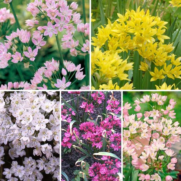  A Big Mix Of Little Alliums