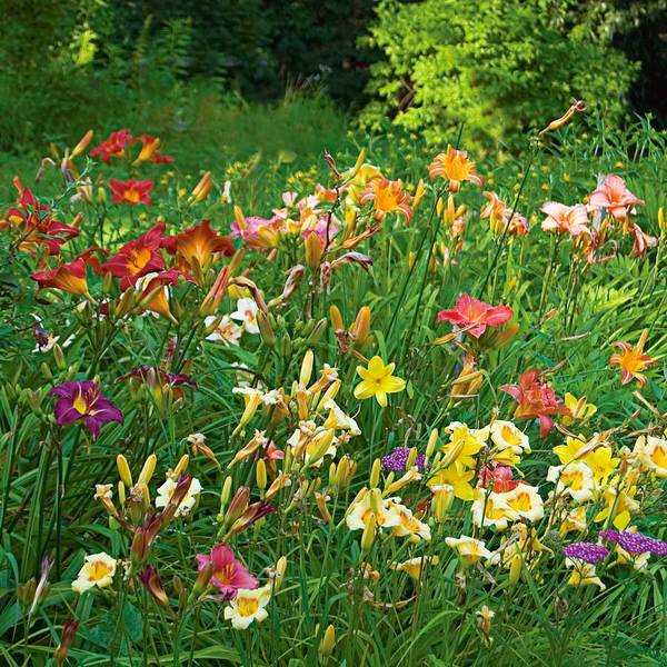  Collaboration For Sun For The North - Daffodils & Daylilies