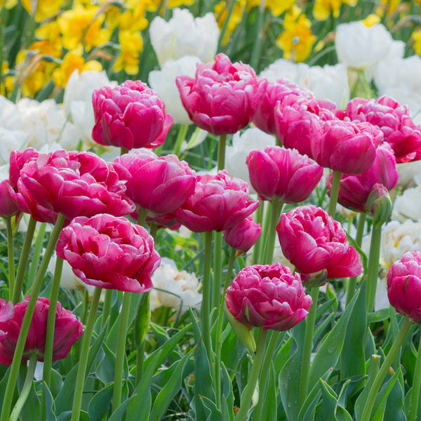  Tulip 'Wedding Gift'