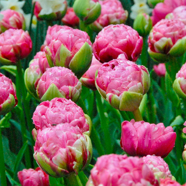  Tulip 'Wedding Gift'