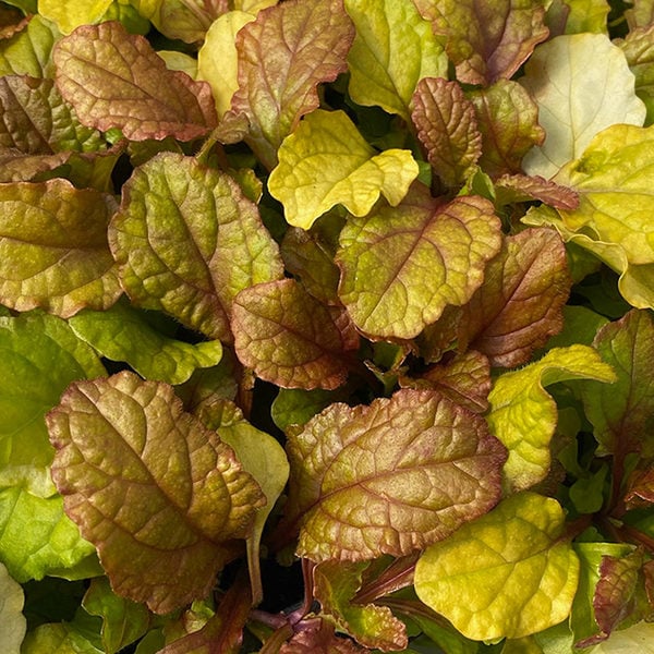  Ajuga Feathered Friends® 'Parrot Paradise'