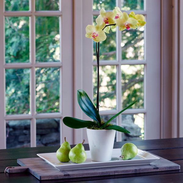  Yellow Moth Orchid In 5" White Ceramic Cachepot