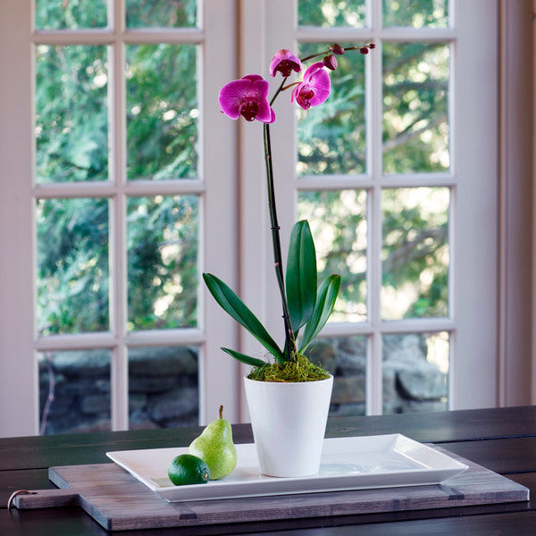  Pink Moth Orchid In 5" White Ceramic Cachepot