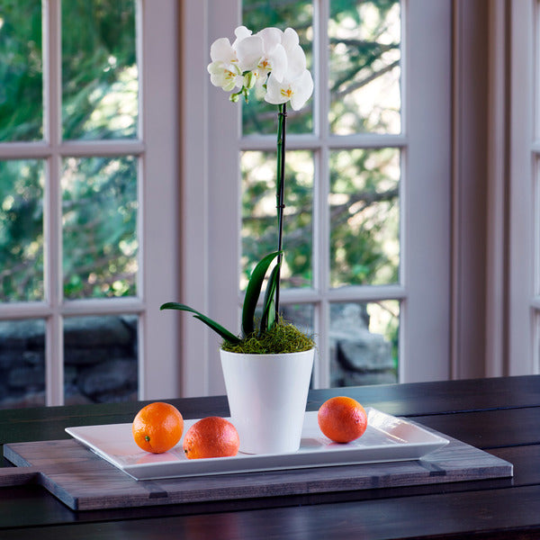  White Moth Orchid In 5" White Ceramic Cachepot